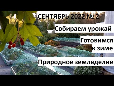 Видео: Сентябрь 2022 №2. Осень в природном земледелии. Собираем урожай и готовимся к зиме.