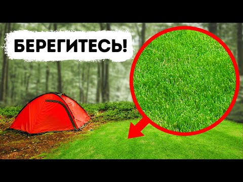 Видео: Если вы увидите эту зеленую поляну в лесу, немедленно бегите!