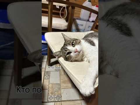 Видео: История кота  Степана - ФИП не приговор 🙏 #степан #семья #котодом #помощьбездомнымживотным