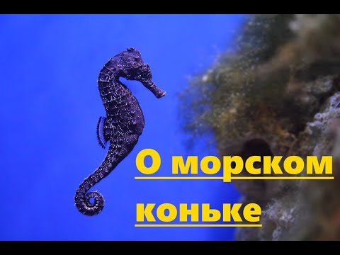 Видео: О морском коньке.  Развивающее видео