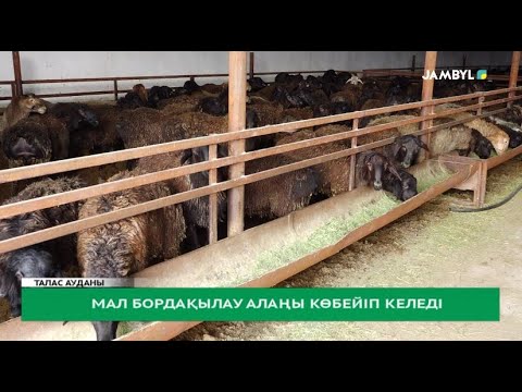 Видео: Мал бордақылау алаңы көбейіп келеді