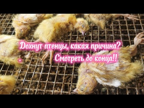 Видео: Птенцы дохнут, ЯИЦ НЕТ! Жара !! Вот такая у нас, не скучная жизнь🤦‍♂️🤦‍♂️🤦‍♂️