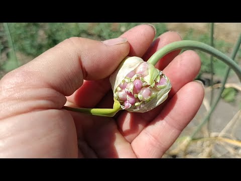 Видео: Як оновити стрілкуючий часник. Переваги і недоліки.