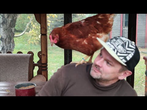 Видео: Мастер House в прямом эфире! Кормление кур 🐓
