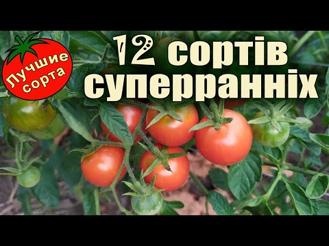 Видео: Помідори - який сорт дозрів перший? Суперранні сорти.