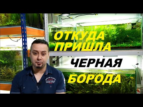 Видео: Красные водоросли в аквариуме. Откуда берется черная борода.