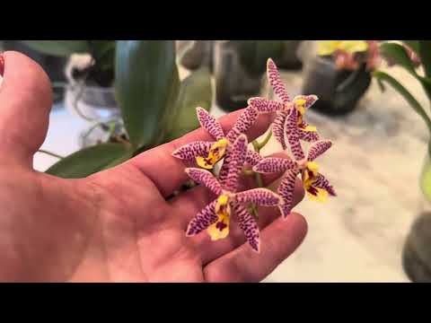 Видео: МОИ МИНИАТЮРНЫЕ , АРОМАТНЫЕ ОРХИДЕИ 🌺🌺🌺  ( часть 2)