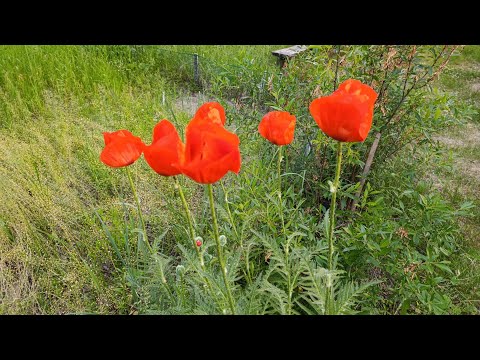 Видео: Еженедельник 14'25, влог из деревни))