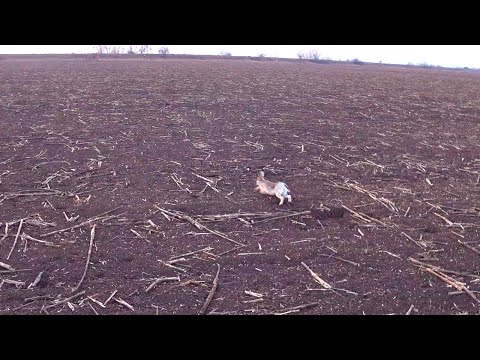 Видео: НАГЛЫЕ ЗАЙЦЫ ЛЕЖАТ СТАДОМ !!!