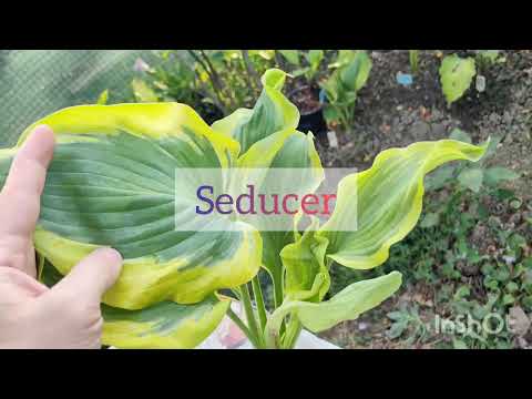 Видео: Новые хосты обзор посылки