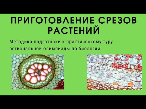 Видео: Приготовление срезов растения
