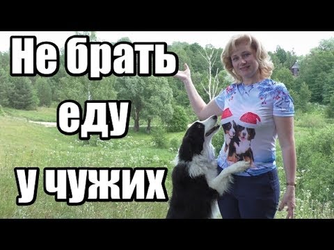 Видео: Как научить собаку не брать еду из чужих рук / Дрессировка собак