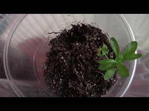 Видео: Как растут сеянцы горечавки.