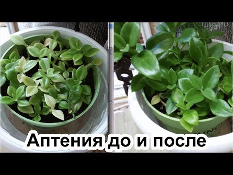 Видео: Аптения. Формировка и удобрение