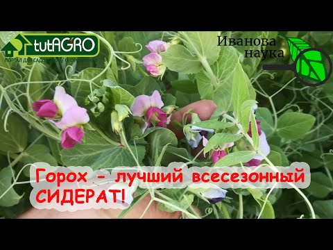 Видео: Азбука сидератов. Ч.10. Самый длинный корень и заменяет внесение азотных удобрений - это все ГОРОХ!