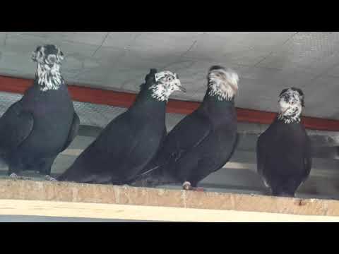 Видео: Голуби Бакинские - Чили ( Часть № 1 ) / Baku Pigeons - Chile ( Part № 1 )