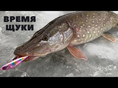 Видео: Он отработал по щуке на 5+. Вибомания продолжается