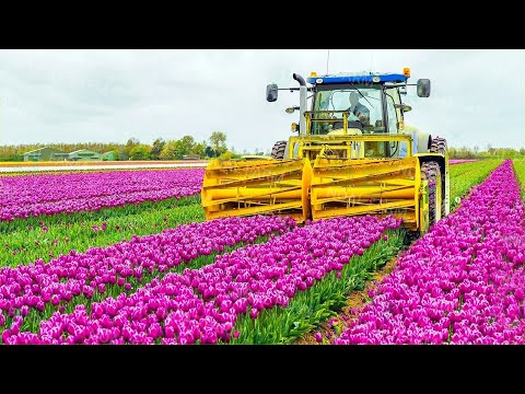 Видео: Как производят и собирают 2 миллиарда луковиц тюльпанов - техника выращивания тюльпанов в теплице