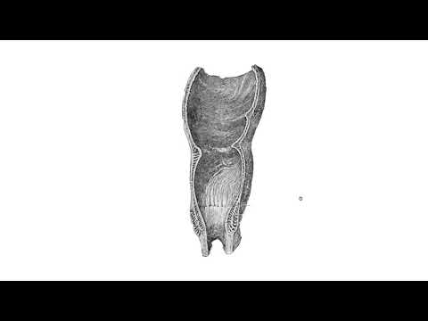 Видео: Право черво – Rectum (5:52)┃teoriyata.com