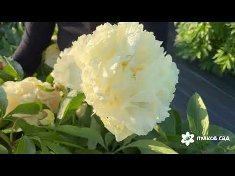 Видео: Summer Glow peony. Саммер Глоу пион. Пулков сад (2025 г.)