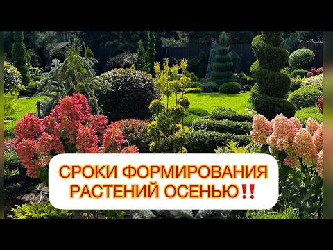 Видео: ✅СРОКИ ФОРМИРОВАНИЯ РАСТЕНИЙ ОСЕНЬЮ‼️ Ответила на все вопросы сразу