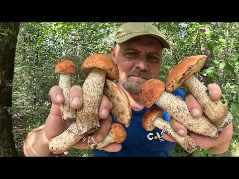 Видео: Кошик ЛОМИТЬСЯ від ГРИБІВ! Грибники в ШОЦІ!