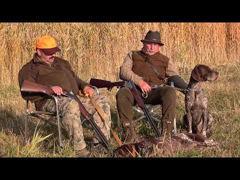Видео: Охотничьи собаки в Казахстане. Курцхаар