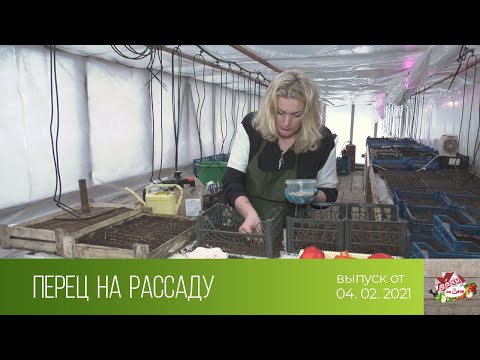 Видео: Удачи на даче (04.02.2021)