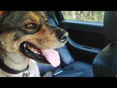 Видео: Гастроскопия / Диагнозы Клипсы/лечение/Мегаэзоофагус/Эзофагит/Дуоденит у собак