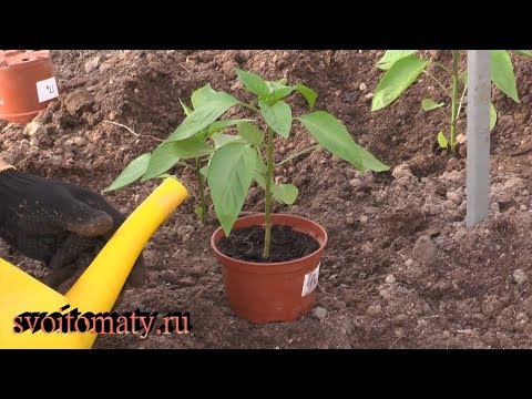 Видео: Правильная высадка рассады перцев залог хорошего урожая