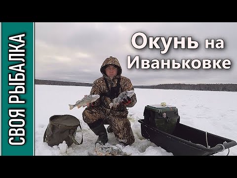 Видео: Окунь на блесну. Оторвался с одной лунки! Иваньковское водохранилище