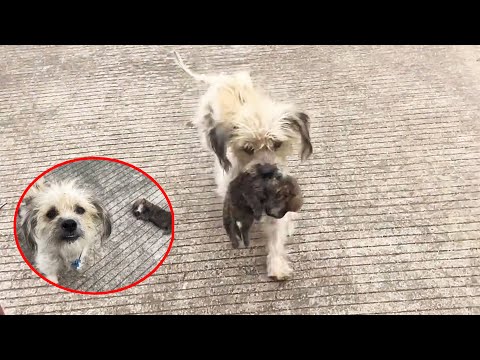 Видео: Бездомная собака держит во рту труп щенка, умоляя, чтобы кто-нибудь его спас!