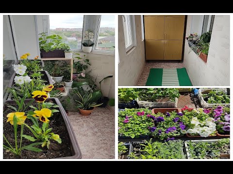 Видео: УБОРКА МОЕГО БАЛКОНА. РАСХЛАМЛЕНИЕ. ОЗЕЛЕНЕНИЕ.