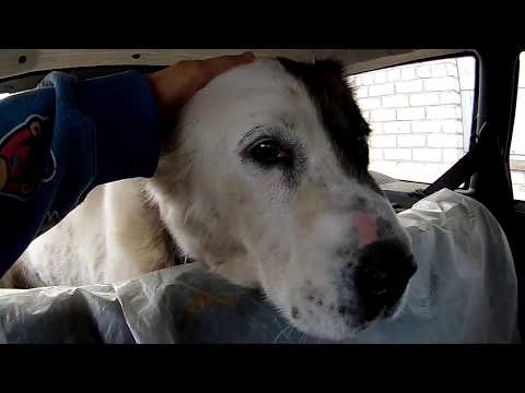 Видео: Собака, овцы, волки. \\ В деревню!