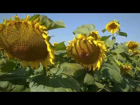 Видео: Серпень на календарі а взяток продовжується. Ставити суш чи вощину. У вас стільки ж ос?