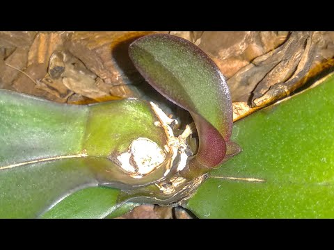 Видео: ДАЖЕ такие орхидеи ОЖИВУТ! РАЗМНОЖЕНИЕ орхидеи из пенька! ПОЛИВ этой орхидеи!