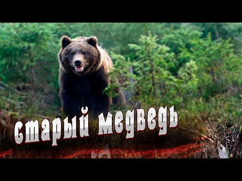 Видео: 🐻Необъяснимый случай в таежной избушке!Старый медведь!