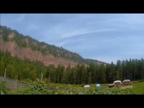 Видео: Коровку подоили, тушёнку сделали, да с маленьким помощником в огороде поработали