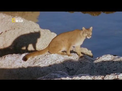 Видео: Пума: лев Анд - Puma: lion of the andes