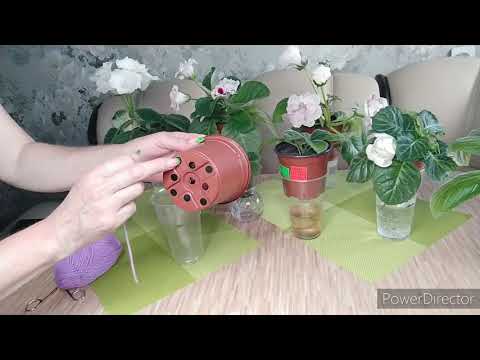 Видео: РАЗМЕР ГОРШОЧКА,НИТЬ,ДЛЯ ГЛОКСИНИЙ НА ФИТИЛЕ И ВЕРХНЕМ ПОЛИВЕ