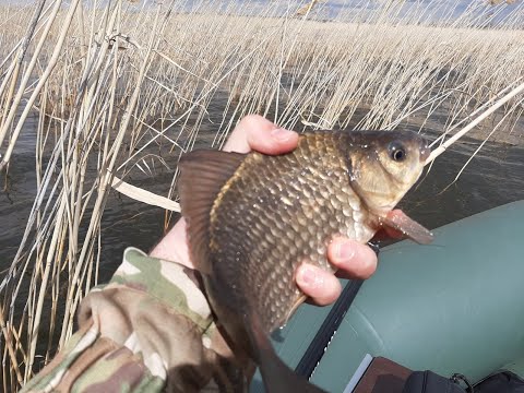 Видео: Ловля карася в камыше. Боковой кивок. (оз. Хохловатое)