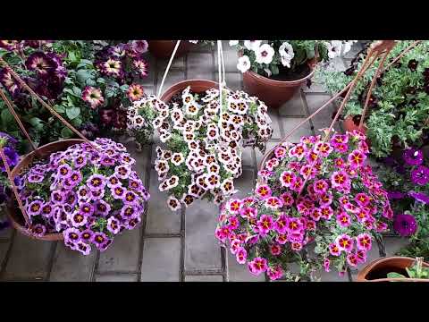 Видео: Обзор сортосерий вегетативной петунии.