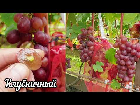 Видео: Виноград Клубничный