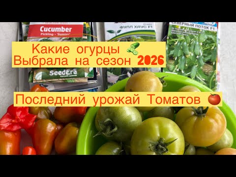 Видео: КАКИЕ ОГУРЦЫ 🥒 ВЫБРАЛА НА СЕЗОН 2026 👩‍🌾 СОБРАЛА ПОСЛЕДНИЕ ТОМАТЫ 🍅ЭТОГО СЕЗОНА 👩‍🌾🍅