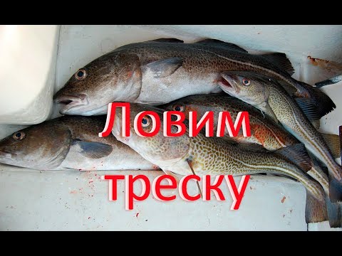 Видео: Ловля трески в Балтийском море