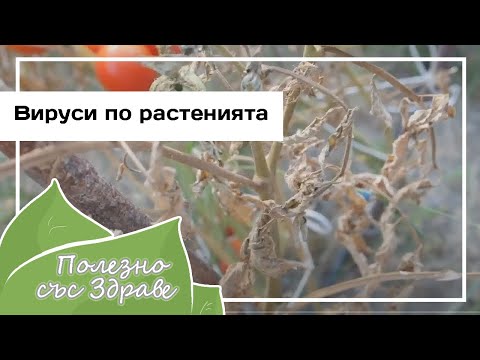 Видео: Вирусы на растениях