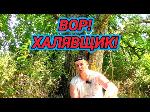 Видео: Воровство пчёл! И как понять что у семьи нет расплода осенью?