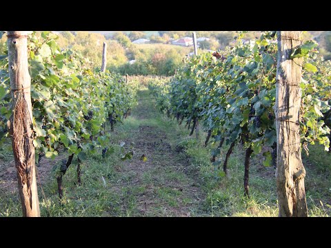 Видео: 2025, октябрь, Грузия, 1-й день - едем в Рачу