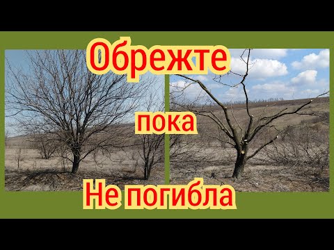 Видео: Спасаем запущенный абрикос. Это просто кошмар!