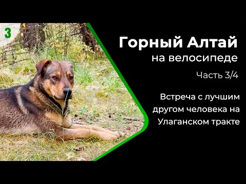 Видео: Встреча с лучшим другом человека на Улаганском тракте | Велопутешествие на Алтай | Часть 3/4